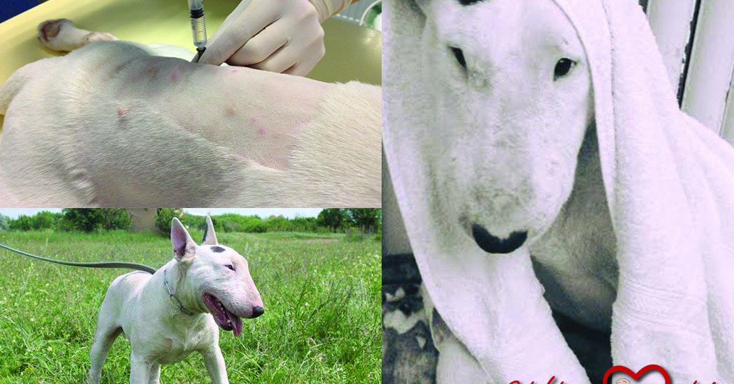 Frost, a bullterrier története – Immiticide injekciós kezelés